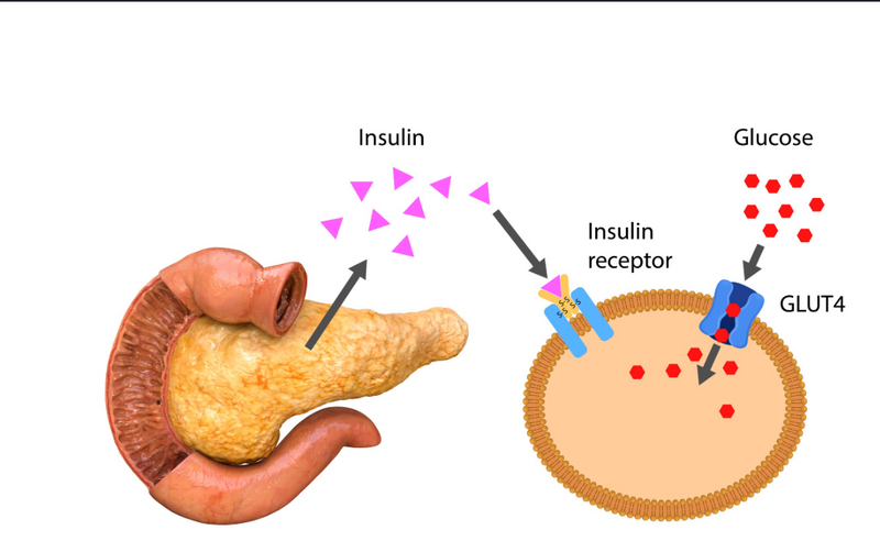 The first PCOS supplement that targets the insulin receptor itself, not just blood sugar.